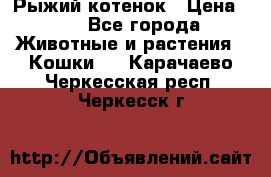 Рыжий котенок › Цена ­ 1 - Все города Животные и растения » Кошки   . Карачаево-Черкесская респ.,Черкесск г.